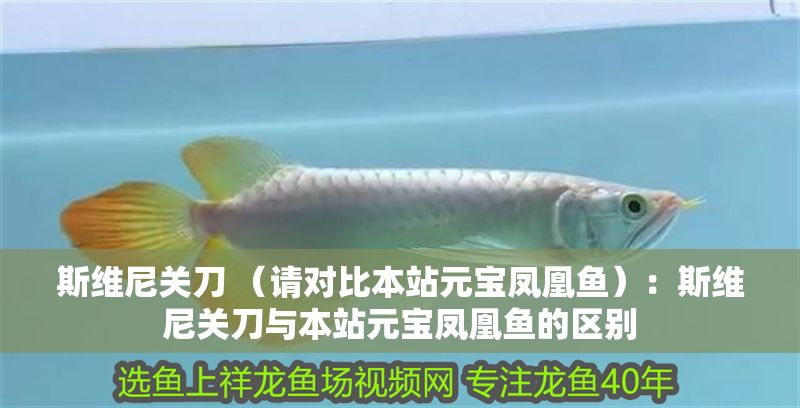 斯維尼關刀 （請對比本站元寶鳳凰魚）：斯維尼關刀與本站元寶鳳凰魚的區別
