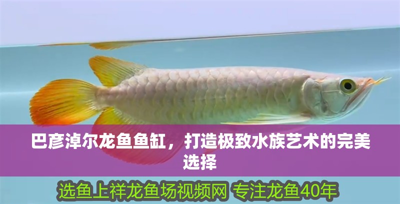 巴彥淖爾龍魚魚缸，打造極致水族藝術的完美選擇 巴彥淖爾龍魚魚缸，打造極致水族藝術的完美選擇 魚缸百科