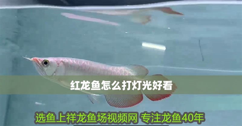 紅龍魚怎么打燈光好看