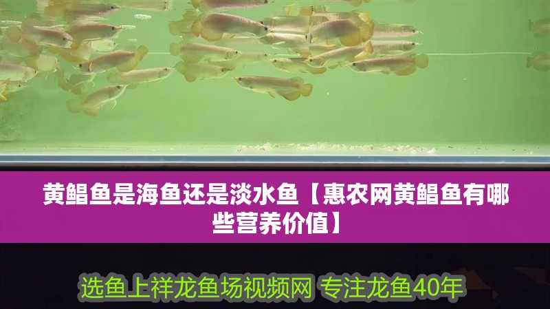 黃鯧魚是海魚還是淡水魚【惠農網黃鯧魚有哪些營養價值】