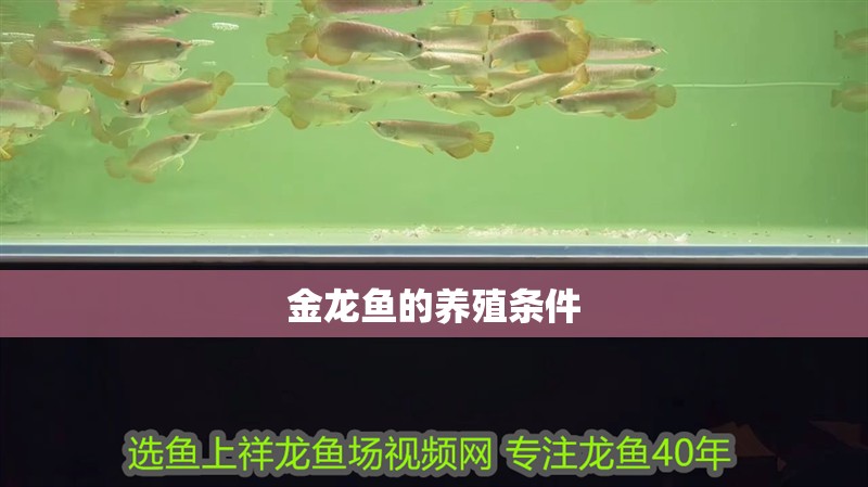 金龍魚(yú)的養(yǎng)殖條件 金龍魚(yú)的養(yǎng)殖條件 龍魚(yú)百科 第2張