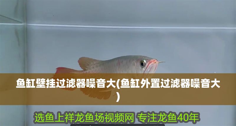 魚缸壁掛過濾器噪音大(魚缸外置過濾器噪音大)