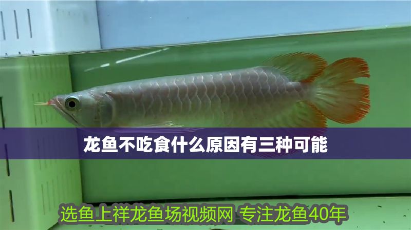 龍魚(yú)不吃食什么原因有三種可能