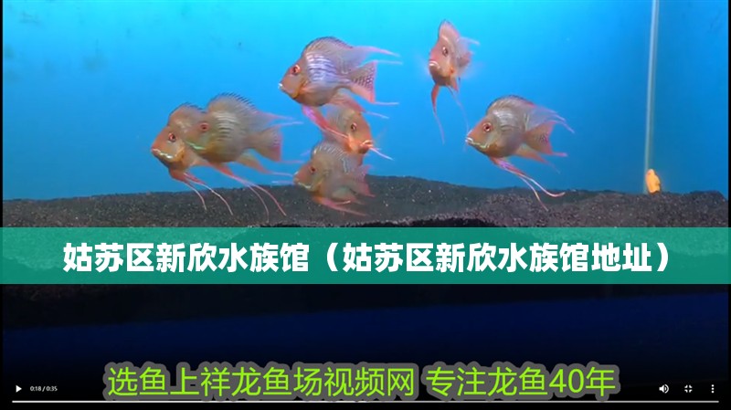 姑蘇區新欣水族館（姑蘇區新欣水族館地址）
