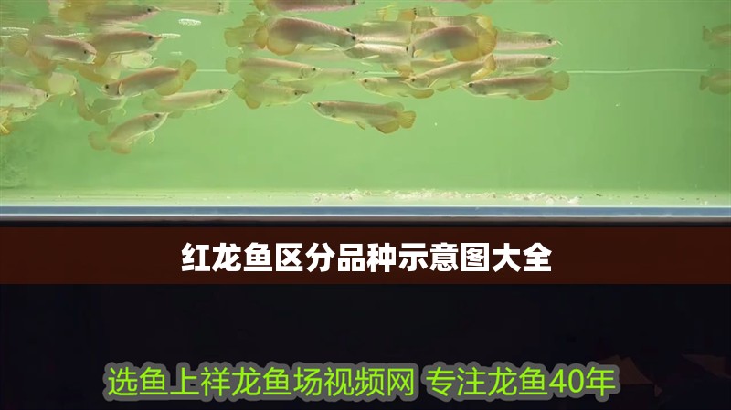 紅龍魚區(qū)分品種示意圖大全