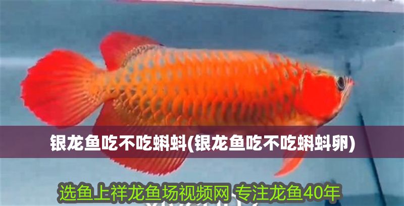 銀龍魚吃不吃蝌蚪(銀龍魚吃不吃蝌蚪卵)