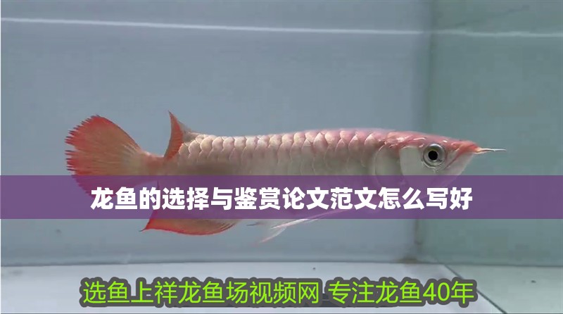 龍魚的選擇與鑒賞論文范文怎么寫好