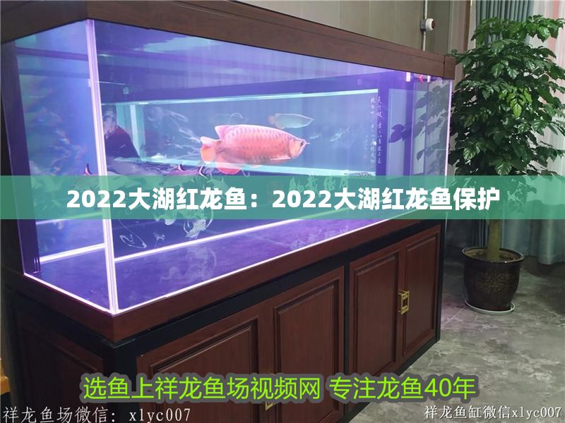 2022大湖紅龍魚：2022大湖紅龍魚保護