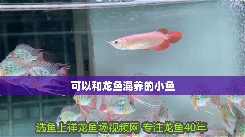 可以和龍魚混養的小魚