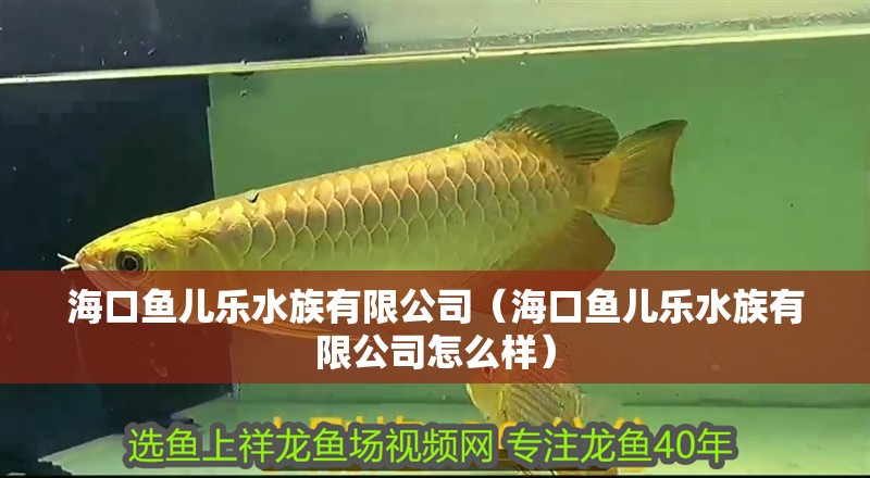海口魚兒樂水族有限公司（海口魚兒樂水族有限公司怎么樣）