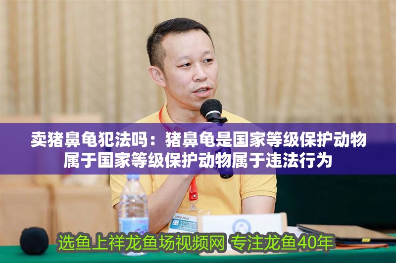 賣豬鼻龜犯法嗎：豬鼻龜是國家等級保護動物屬于國家等級保護動物屬于違法行為