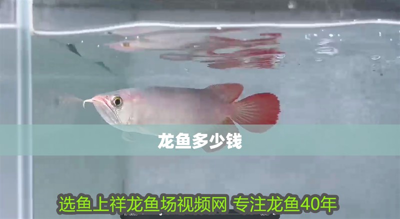 龍魚多少錢