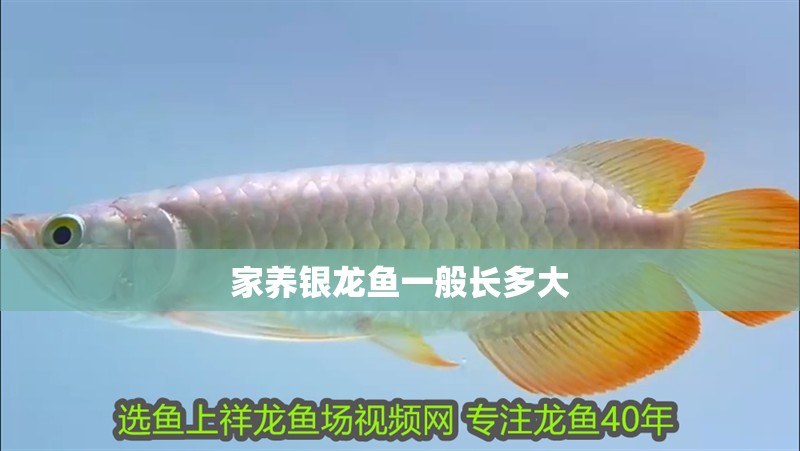 家養(yǎng)銀龍魚一般長多大
