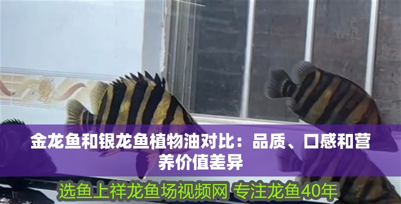 金龍魚和銀龍魚植物油對比：品質、口感和營養價值差異