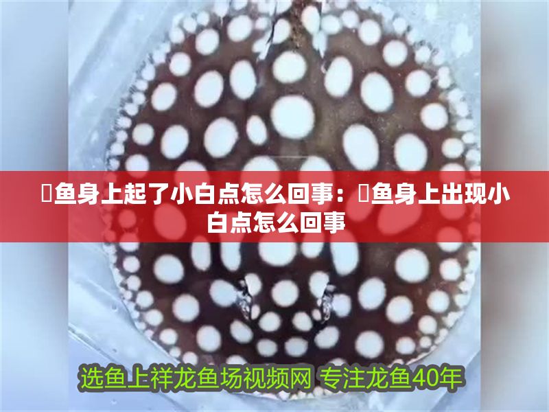 魟魚身上起了小白點怎么回事:魟魚身上出現小白點怎么回事 魟魚百科 第2張 魟魚身上起了小白點怎么回事:魟魚身上出現小白點怎么回事 魟魚身上起了小白點怎么回事:魟魚身上出現小白點怎么回事 魟魚百科 第2張