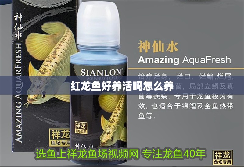 紅龍魚好養活嗎怎么養