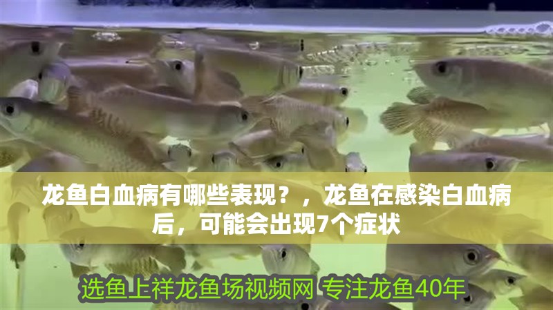 龍魚白血病有哪些表現？，龍魚在感染白血病后，可能會出現7個癥狀