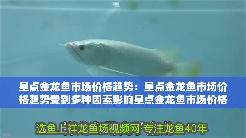 星點金龍魚市場價格趨勢：星點金龍魚市場價格趨勢受到多種因素影響星點金龍魚市場價格趨勢