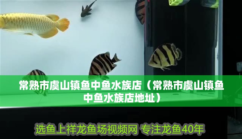 常熟市虞山鎮(zhèn)魚中魚水族店（常熟市虞山鎮(zhèn)魚中魚水族店地址）
