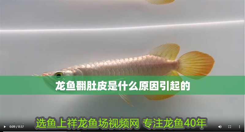 龍魚翻肚皮是什么原因引起的