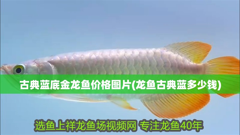 魚缸用增氧泵價(jià)格是多少:魚缸增氧機(jī)-xtrac增氧機(jī)-xtrac增氧機(jī) 古典藍(lán)底金龍魚價(jià)格圖片(龍魚古典藍(lán)多少錢) 豬鼻龜百科 古典藍(lán)底金龍魚價(jià)格圖片(龍魚古典藍(lán)多少錢) 古典藍(lán)底金龍魚價(jià)格圖片(龍魚古典藍(lán)多少錢) 豬鼻龜百科