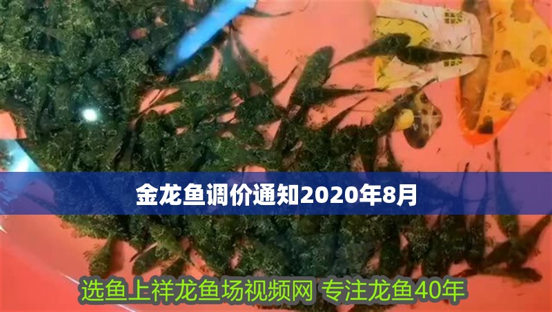 金龍魚調價通知2020年8月 金龍魚調價通知2020年8月 龍魚百科 第2張