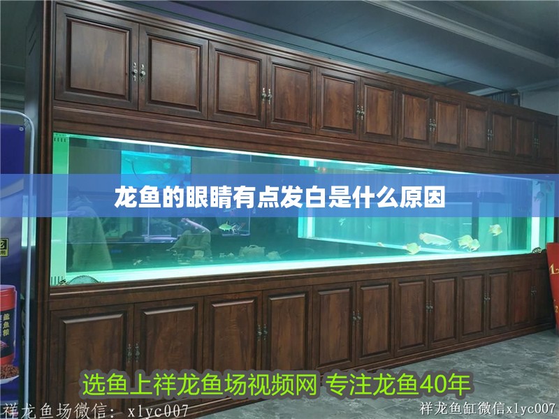 龍魚的眼睛有點發白是什么原因