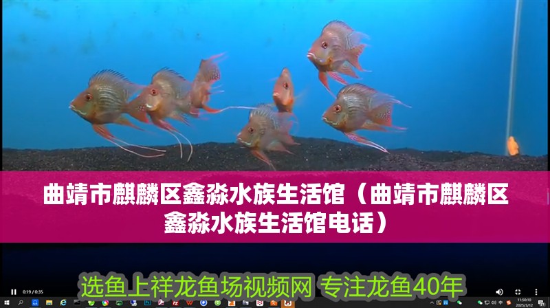 曲靖市麒麟區鑫淼水族生活館（曲靖市麒麟區鑫淼水族生活館電話）