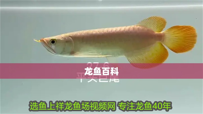 龍魚百科
