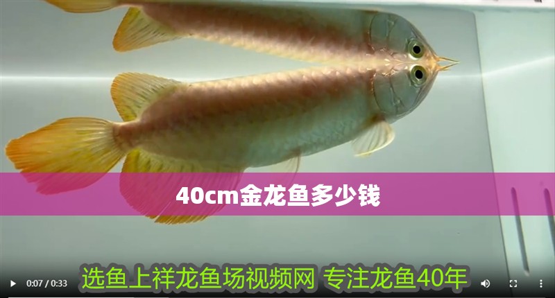 40cm金龍魚多少錢