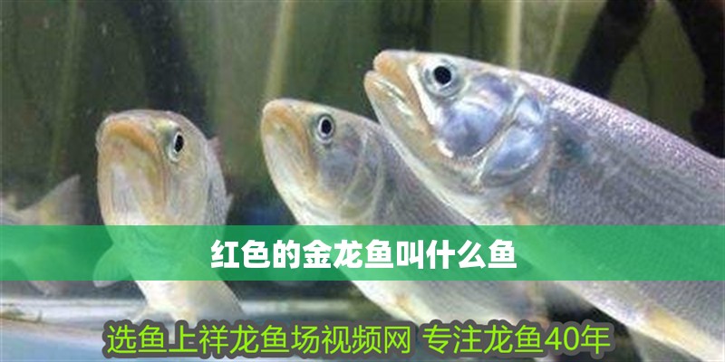 紅色的金龍魚叫什么魚 龍魚百科 第2張 紅色的金龍魚叫什么魚 紅色的金龍魚叫什么魚 龍魚百科 第2張