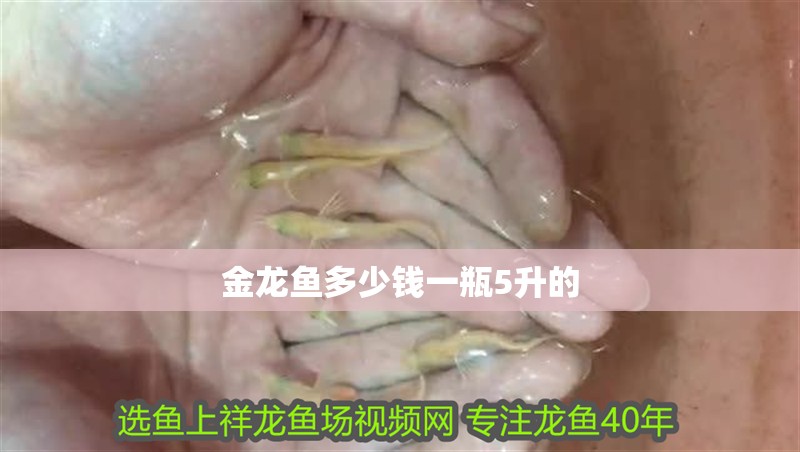 金龍魚多少錢一瓶5升的
