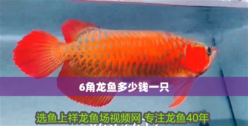 6角龍魚多少錢一只