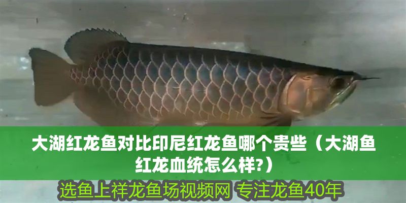 大湖紅龍魚對比印尼紅龍魚哪個貴些（大湖魚紅龍血統怎么樣?）
