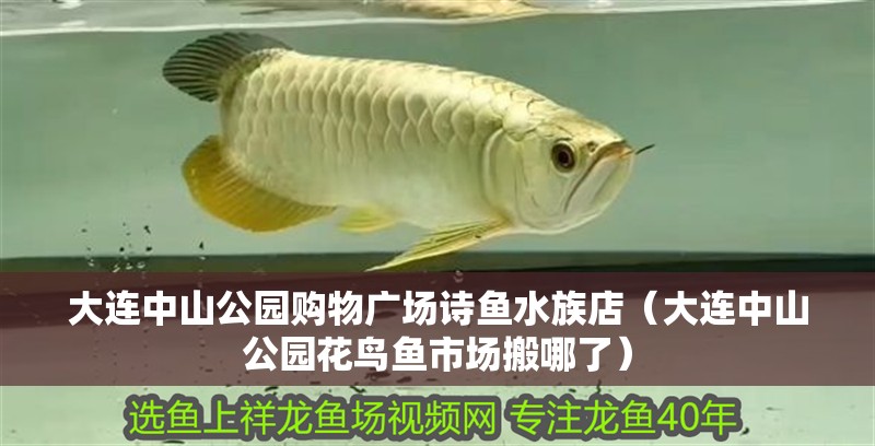 大連中山公園購(gòu)物廣場(chǎng)詩(shī)魚水族店（大連中山公園花鳥魚市場(chǎng)搬哪了）