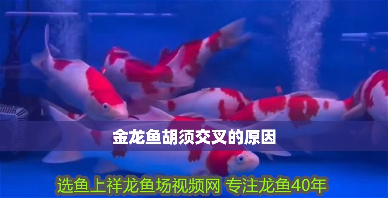 金龍魚胡須交叉的原因