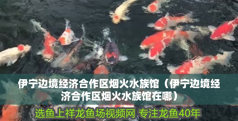 伊寧邊境經濟合作區煙火水族館（伊寧邊境經濟合作區煙火水族館在哪）