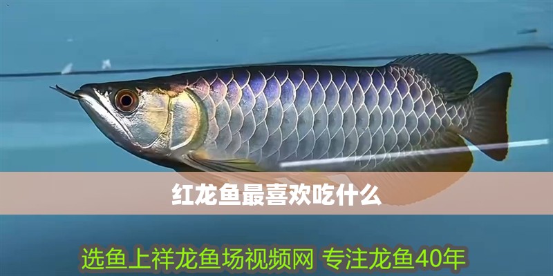 紅龍魚最喜歡吃什么