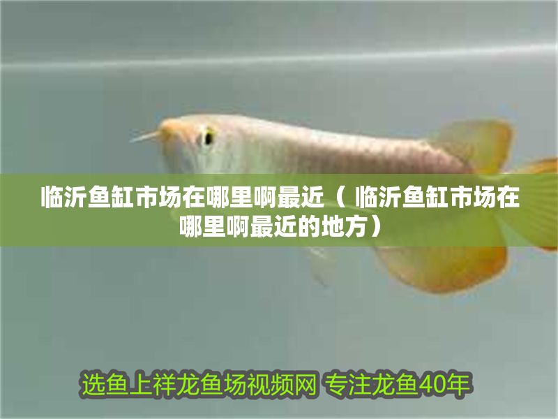 臨沂魚缸市場在哪里啊最近（ 臨沂魚缸市場在哪里啊最近的地方）