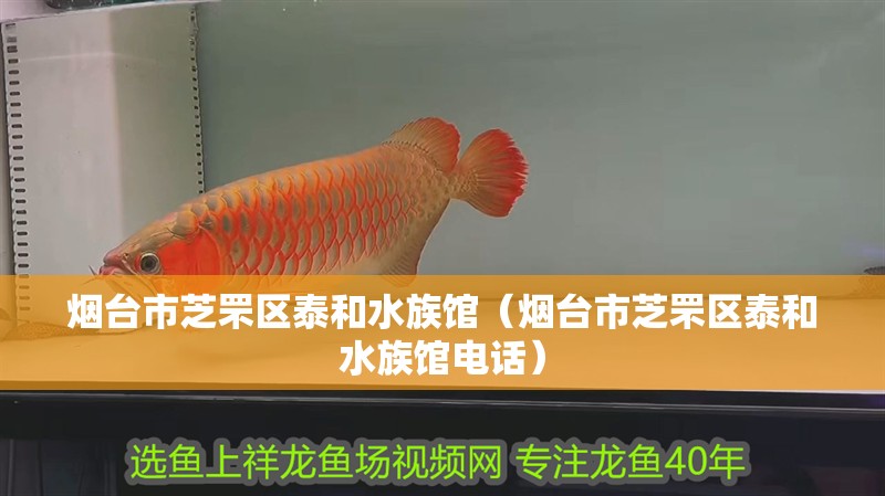 煙臺市芝罘區(qū)泰和水族館（煙臺市芝罘區(qū)泰和水族館電話）