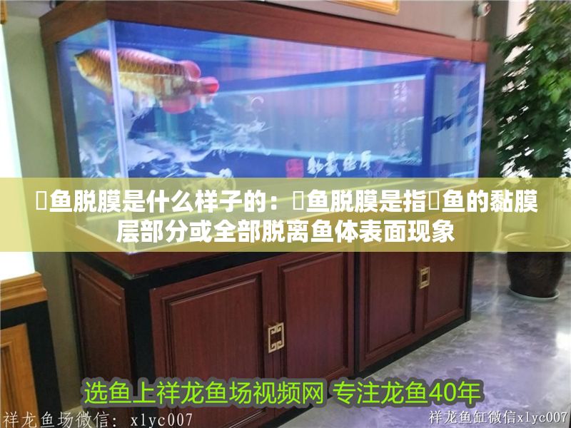 魟魚脫膜是什么樣子的：魟魚脫膜是指魟魚的黏膜層部分或全部脫離魚體表面現象