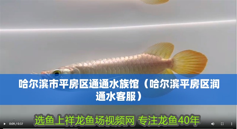 哈爾濱市平房區(qū)通通水族館（哈爾濱平房區(qū)潤通水客服）