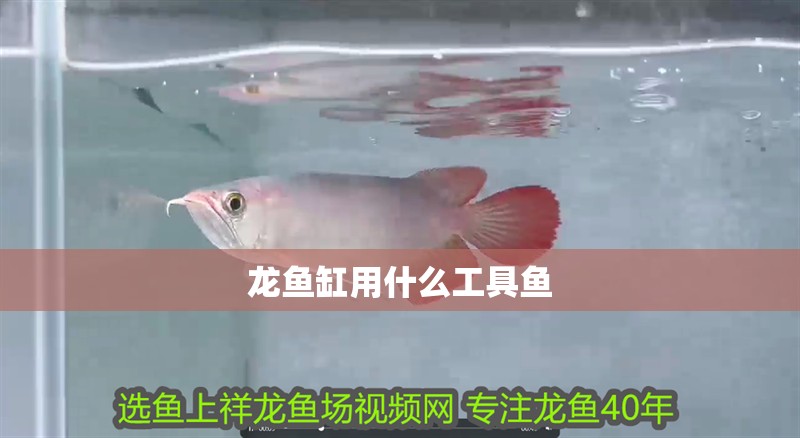 龍魚缸用什么工具魚