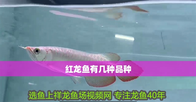 紅龍魚有幾種品種