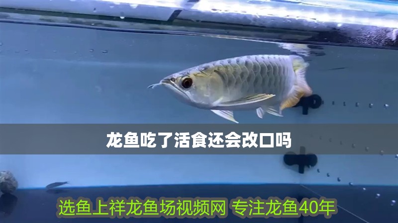 龍魚吃了活食還會(huì)改口嗎