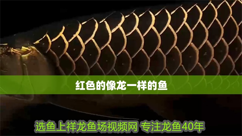 紅色的像龍一樣的魚