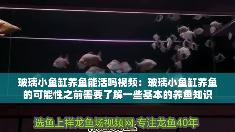 玻璃小魚缸養魚能活嗎視頻：玻璃小魚缸養魚的可能性之前需要了解一些基本的養魚知識