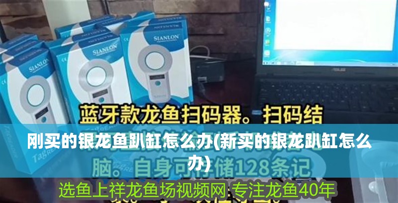 剛買的銀龍魚趴缸怎么辦(新買的銀龍趴缸怎么辦)