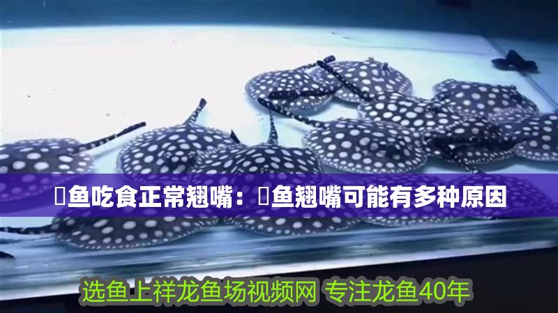 魟魚吃食正常翹嘴：魟魚翹嘴可能有多種原因