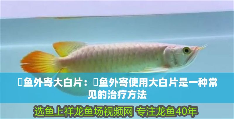 魟魚外寄大白片：魟魚外寄使用大白片是一種常見的治療方法